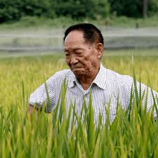 Hybrid rice has since been grown in dozens of countries in africa, america. Hd1joamsk4pldm