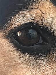 The Scratch On My Dog S Eye R Mildlyinteresting