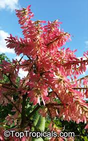 Image result for Trichilia prieuriana