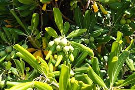 Image result for Pittosporaceae