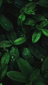 Maybe you would like to learn more about one of these? Flora Drops Green Leaves 1080x1920 Wallpaper Leaves Wallpaper Iphone Android Wallpaper Plant Wallpaper