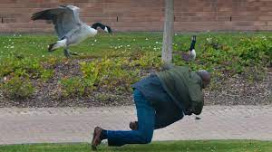 An image tagged angry canada goose,canadian goose attack,untitled goose peace was never an option,goosey,funny,fun. Goose Attacks Students At Warwick University Youtube