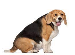 You may notice that your dog has a mass on the neck. Veterinary Overview Of Thyroid Problems In Dogs Lovetoknow