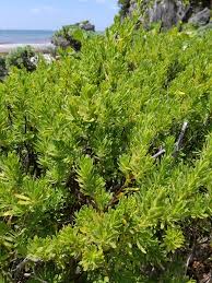 Image result for Suriana maritima