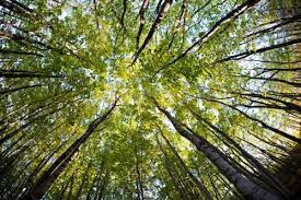 In exchange, you get the freedom to do your best work, and the stability you need to build an independent creative career. Into The Woods How One Man Survived Alone In The Wilderness For 27 Years Society The Guardian