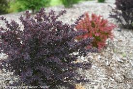 Image result for Thesium breyeri