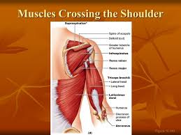 The shoulder muscles and shoulder tendons involved with shoulder mobility include the four rotator cuff muscle and tendon pairs: Muscles Crossing The Shoulder Ppt Video Online Download