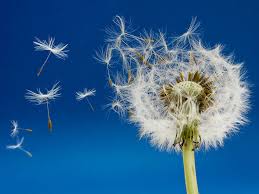 Soil nitrogen is a major component, and a major limitation on growth in many species. 7 Brilliant Ways Seeds And Fruits Are Dispersed Britannica