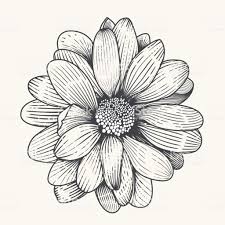 Black And White Daisy Clipart Pin On Crafts Ideas