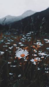 The Latest Iphone11 Iphone11 Pro Iphone 11 Pro Max Mobile Phone Hd Wallpapers Free Download D In 2020 Daisy Wallpaper Autumn Phone Wallpaper Flower Iphone Wallpaper