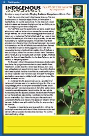 Image result for Aneilema aequinoctiale