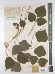 Image result for Rhynchosia alluaudii