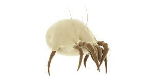 Image result for Dust mite