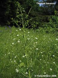 Image result for Thesium dolichomeres