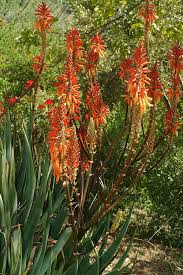 Image result for Aloe lutescens
