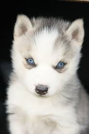 Black And White Pomsky With Blue Eyes Everything You Love To Hate Cute Animals Animals Husky With Blue Eyes
