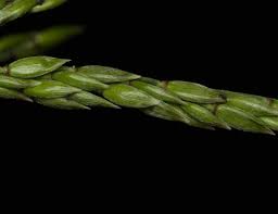 Image result for Eriochloa procera