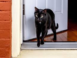 Reasons Why Your Cat Tries To Escape And How To Stop It