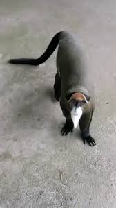 This Monkey Looks Like A Kung Fu Master Animals Cute Animal Drawings Cool Pets