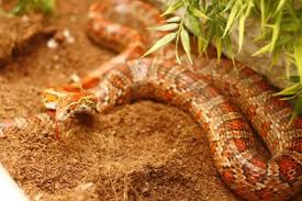 Piętrowe terrarium dla węży zbożowych (pantherophis guttatus). Waz Zbozowy Terrarium 80x40x50 6047527499 Oficjalne Archiwum Allegro