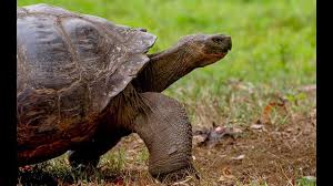 Tracking Giant Galapagos Tortoises Bbc Earth In 2020 Galapagos Tortoise Galapagos Tortoises