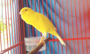 Download Suara Burung Kenari Mp3 Gacor Durasi Panjang