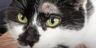 Check spelling or type a new query. 10 Penyebab Bulu Kucing Botak Di Atas Mata Goldenmaze