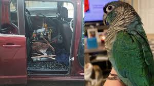 Birds nesting in your vehicle is a nightmare to deal with and can cause damage. Downtown St Louis Woman S Rental Car Broken Into Ksdk Com