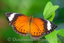 Australian Butterflies Photos Pictures Images