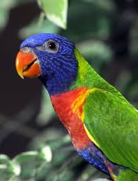Swainson S Lorikeet Trichoglossus Haematodus Moluccanus A Subspecies To The Rainbow Lorikeet Pet Birds Animals Bird Pictures