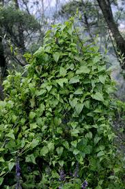 Image result for Senecio cryphiactis