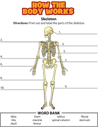 Activity Bones Skeletal System Activities Homeschool Worksheets Skeletal System Worksheet