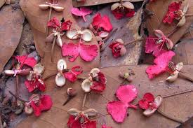 Image result for Gilbertiodendron dewevrei