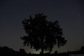 The mighty cottonwood tree that you see in parks, next to ponds and rivers have two main species. Cottonwood Tree Symbolism Healing With Love And Light