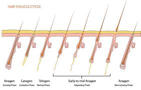 From wikipedia, the free encyclopedia. Current Options For Laser Hair Removal