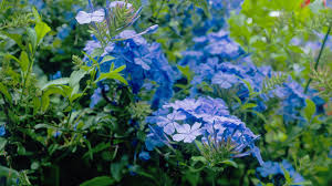 Maybe you would like to learn more about one of these? Low Water Flowering Shrubs Sunset Magazine