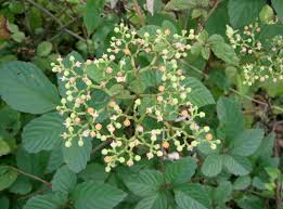 Image result for Cayratia gracilis