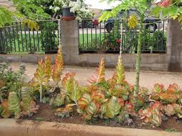 Plants Of Hawaii Kalanchoe Thyrsiflora Flap Jack Dog Tongue Plant Image 090713 2592 Plants Australian Plants Low Water Gardening