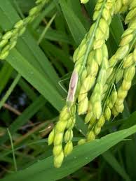 Image result for Lepidagathis eriocephala