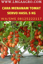 Cara Menanam Tomat Servo Panah Merah Hasil 5 Kg Menanam Tanaman Tomat Tomat
