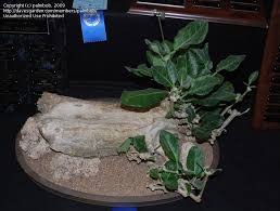 Image result for Cibirhiza