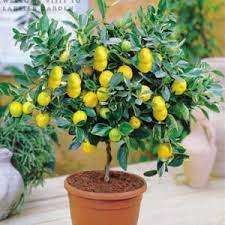 The most important thing to think of when buying this miniature. Bonsai Lemon Dwarf Live Plant With 0 15 Fruits Bangalore Agrico Bangalore Agrico