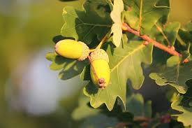 Check out our oak tree fruit selection for the very best in unique or custom, handmade pieces from our shops. Acorns Oak Quercus Oak Leaves Tree Oak Tree Oak Fruit Autumn Nut Fruit Fruits Nature Pikist