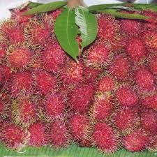 Rambutan are property and copyright of their owners. Rambutan Simple English Wikipedia The Free Encyclopedia