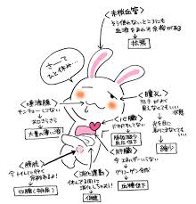 副交感神経の働き覚え方 ウサギと亀の一休みしているウサギ で覚えてみよう マンガで看護師国家試験にうかーる 看護 イラスト 看護師 イラスト 看護ノート