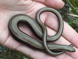 Anguis-fragilis-orbettino - Exera Srl - Disinfestazione ...