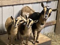 Goat Yoga at Cannonsburg
