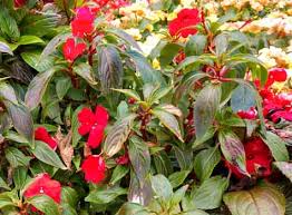 New guinea impatiens care for the consumer history new guinea impatiens are native to new guinea, an island north of the continent of australia. New Guinea Impatiens Care How To Get The Best Blooms