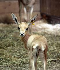 Gazelles Facts Pictures Zooborns Animals Gazelle