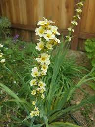It is hard to miss this plant because the flower stalks are tall and straight and they are topped with sunny yellow flowers… Plant With Leaves Like Gladiolus And A Tall Flower Spike With Yellow Flowers Gardening Landscaping Stack Exchange